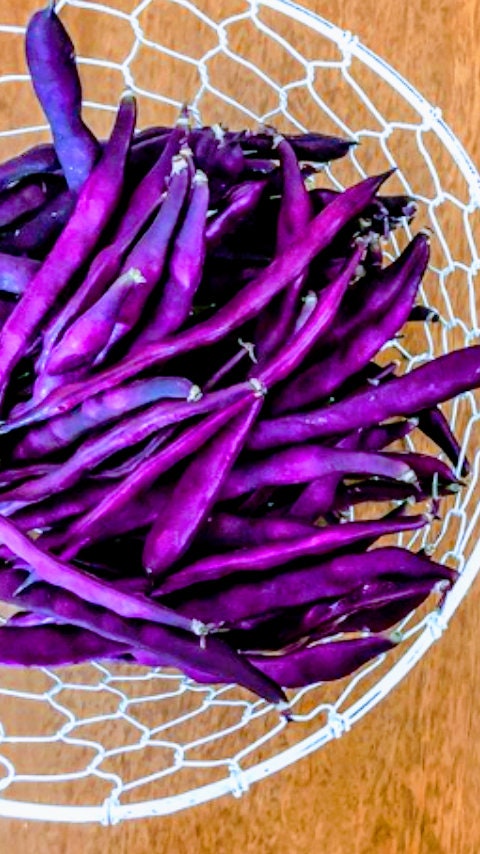 Heirloom Organic Royalty Purple Pod Garden Bean seeds package, GrowTime Garden Supply