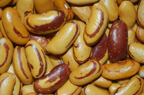 Heirloom Organic Tiger's Eye Bush Bean seeds package, GrowTime Garden Supply