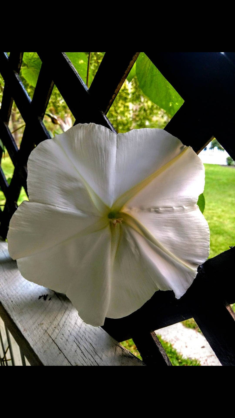 Load image into Gallery viewer, Heirloom Organic MoonFlower Vine Seeds
