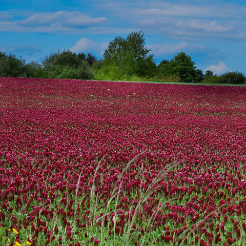 Strawberry Crimson Clover cover crop seeds package, 20 count, GrowTime Garden Supply