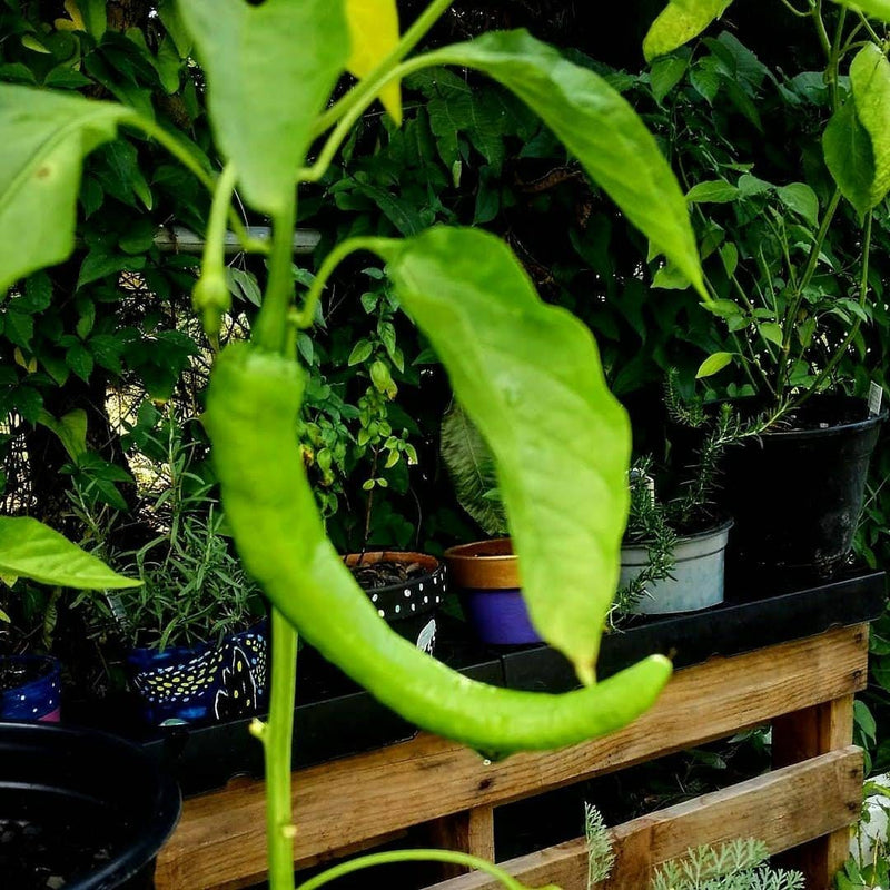 Load image into Gallery viewer, Organic Cow Horn Pepper Seeds
