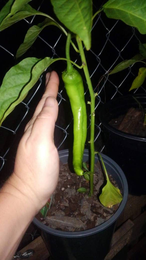 Organic Cow Horn Pepper Seeds, additional product view 2