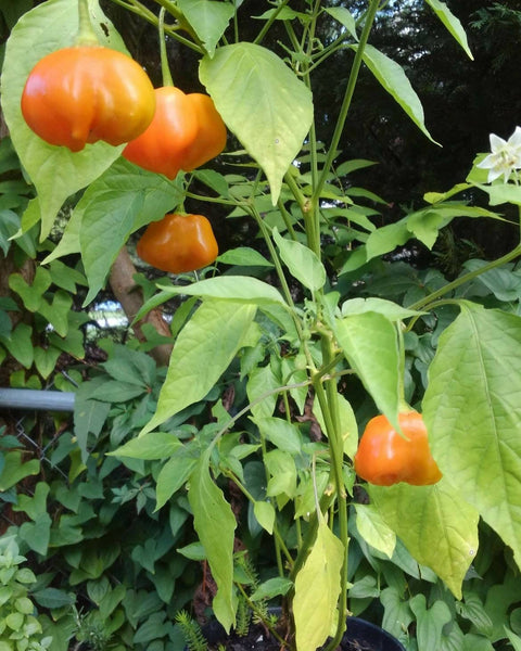 Organic Mad Hatter Pepper Seeds, additional product view 2