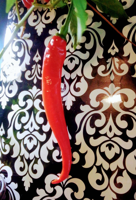 Organic Cow Horn Pepper seeds package, GrowTime Garden Supply