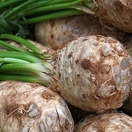 Heirloom Organic Giant Prague Celeriac seeds package, GrowTime Garden Supply