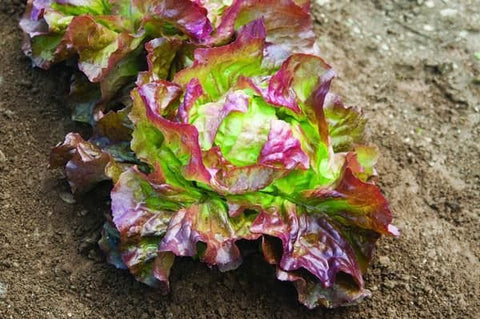 Heirloom Organic Sangria Lettuce seeds package, GrowTime Garden Supply
