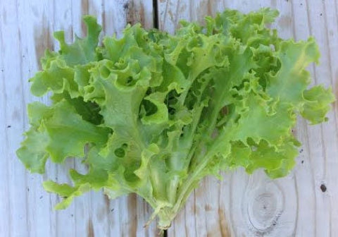 Heirloom Organic Royal Oakleaf Lettuce Seeds, additional product view 2