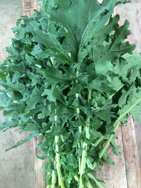 Heirloom Organic White Russian Kale seeds package, GrowTime Garden Supply