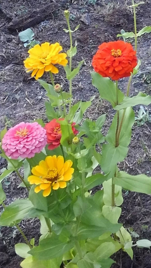 Zinnia Dreamland Mix, additional product view 2