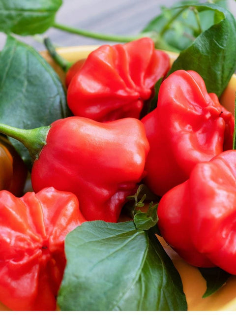 Organic Mad Hatter Pepper seeds package, GrowTime Garden Supply