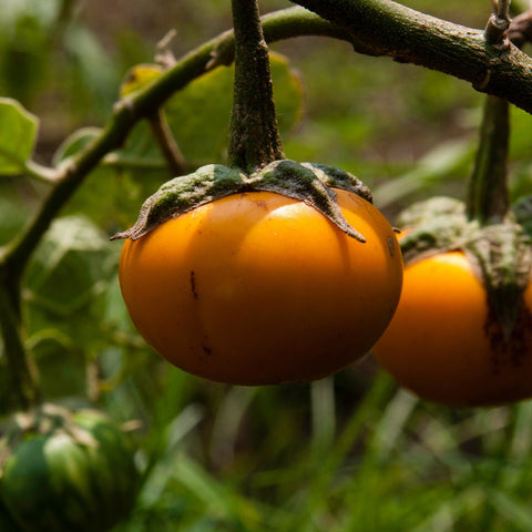 Rare Heirloom Organic Turkish Orange Eggplant seeds package, GrowTime Garden Supply
