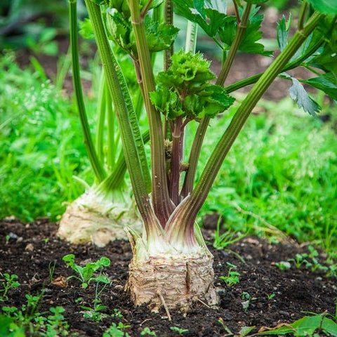 Heirloom Organic Giant Prague Celeriac Seeds, additional product view 2