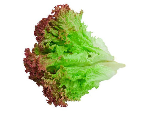 Heirloom Organic Sangria Lettuce Seeds, additional product view 2