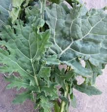 Heirloom Organic White Russian Kale Seeds, additional product view 2