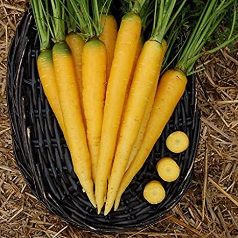 Load image into Gallery viewer, Heirloom Organic Solar yellow Carrot Seeds! Farmers market Prize winner or stand out with Gourmet recipes that will really make a impression
