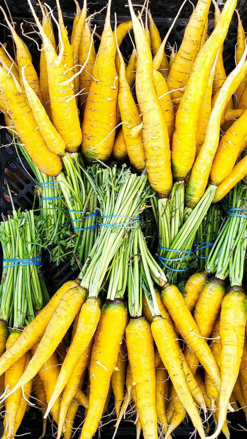 Load image into Gallery viewer, Heirloom Organic Solar yellow Carrot Seeds! Farmers market Prize winner or stand out with Gourmet recipes that will really make a impression
