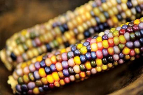 Heirloom Organic Native American Mandan Bride Corn Seeds, additional product view 2