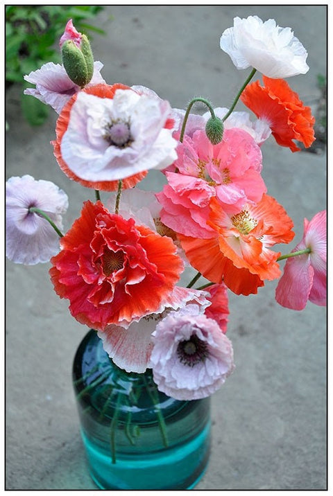 Heirloom Mix Shirley Poppy seeds package, GrowTime Garden Supply