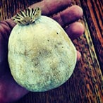 Heirloom Organic Giganthemum poppy Seeds aka Papaver Somniferum, Giant Opium Poppy, additional product view 2