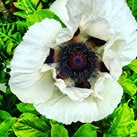 Load image into Gallery viewer, Heirloom Organic Giganthemum poppy Seeds aka Papaver Somniferum, Giant Opium Poppy

