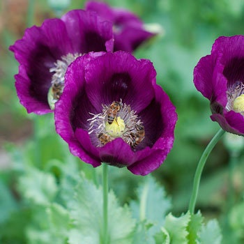 Load image into Gallery viewer, Heirloom Lauren's Grape Poppy Seeds Aka Papaver somniferum, Laurens Poppy, Purple Opium Poppies
