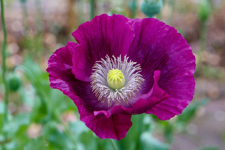 Load image into Gallery viewer, Heirloom Lauren's Grape Poppy Seeds Aka Papaver somniferum, Laurens Poppy, Purple Opium Poppies
