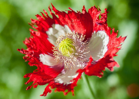Heirloom Organic Danish Flag Poppy seeds package, GrowTime Garden Supply