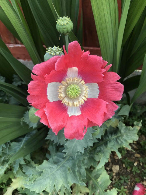 Heirloom Organic Hens and Chicks Poppy seeds package, GrowTime Garden Supply