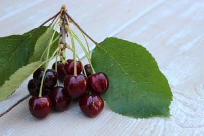 Heirloom Black Tartarian Cherry Tree Seeds aka Prunus avium and many other fruit trees and exotic plants live and rare seeds, additional product view 2