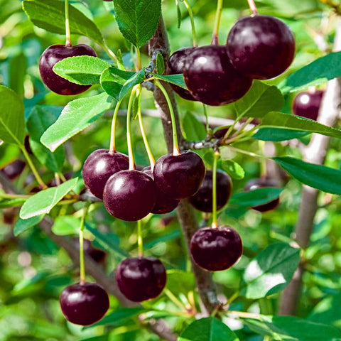 Heirloom Black Tartarian Cherry Tree seeds package, GrowTime Garden Supply
