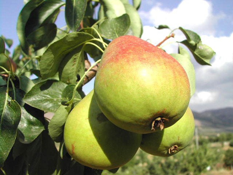 Load image into Gallery viewer, Heirloom Organic Bartlett Pear Tree Seeds    Aka Pyrus communis
