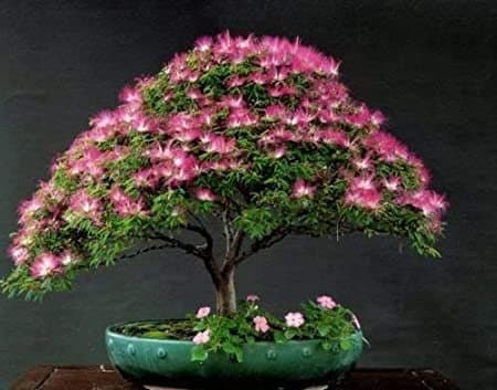 Load image into Gallery viewer, Organic Mimosa Tree Seeds aka Silk tree, Albizia julibrissin, Silky acacia, Persian silk tree, Pink Silk dwarf bonzai or giant ornamental!
