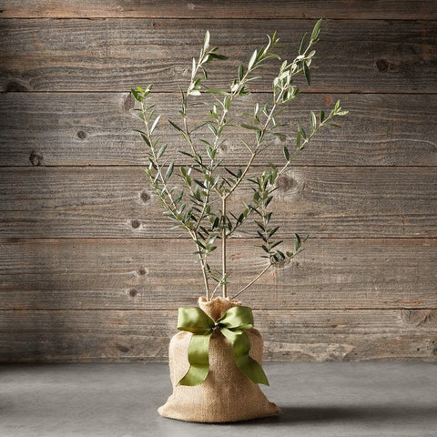 Heirloom Organic Olive Tree Seeds Great as indoor office plant or beautifying your yard or grow your own olives or make your own olive oil!, additional…