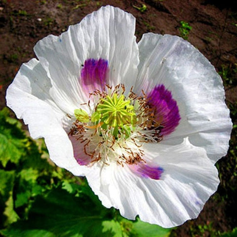 Heirloom Organic Tasmanian Alks White Poppy seeds package, GrowTime Garden Supply