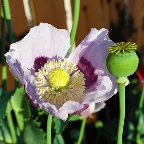 Heirloom Organic Tasmanian Alks White Poppy Seeds, additional product view 2