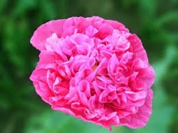 Heirloom Pink Peony Poppy seeds package, GrowTime Garden Supply