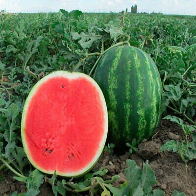 Heirloom Organic Ukraine Astrakhan Watermelon Seeds, additional product view 2