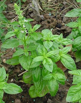 Load image into Gallery viewer, Heirloom Lime Basil Plant Seeds Ocimum Basilicum herb Flower Seeds
