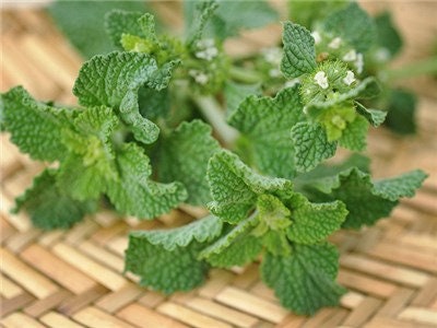 Heirloom Organic White Horehound seeds package, GrowTime Garden Supply
