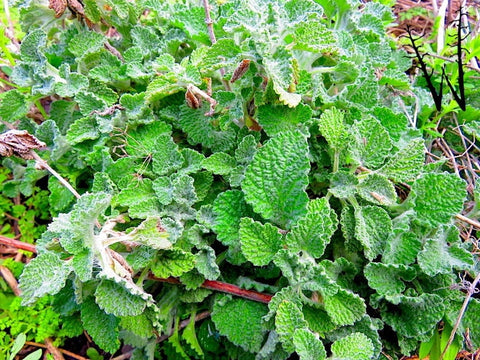 Heirloom Organic White Horehound Seeds aka Marrubium vulgare medicinal herb seeds, additional product view 2