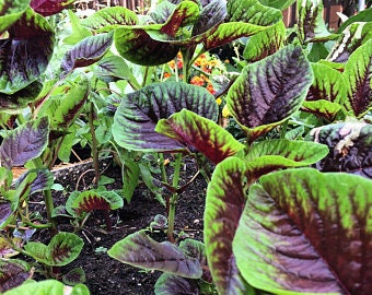 Heirloom Organic Red Stripe Amaranth Herb Seeds Aka Chinese Spinach - Callaloo - Amaranthus viridus - Edible Amaranth, additional product view 2