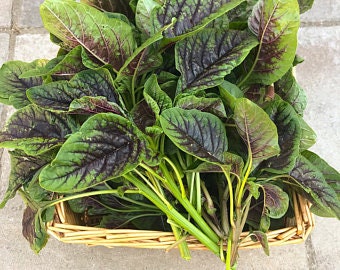Heirloom Organic Red Stripe Amaranth seeds package, GrowTime Garden Supply
