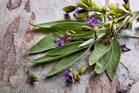 Heirloom Organic Sage seeds package, Salvia Officinalis, GrowTime Garden Supply