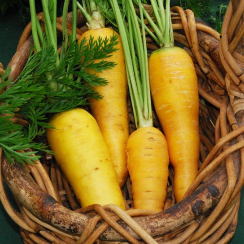 Load image into Gallery viewer, Heirloom Organic Solar yellow Carrot Seeds! Farmers market Prize winner or stand out with Gourmet recipes that will really make a impression
