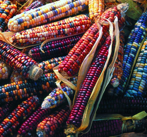 Heirloom Organic Native American Mandan Bride Corn seeds package, GrowTime Garden Supply