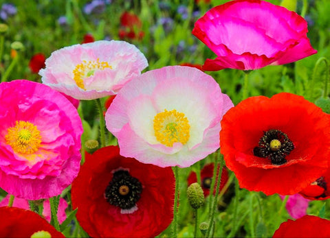 Heirloom Organic Mission Bells Poppy seeds package, GrowTime Garden Supply