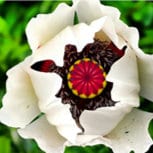Heirloom Organic Giganthemum Poppy seeds package, GrowTime Garden Supply