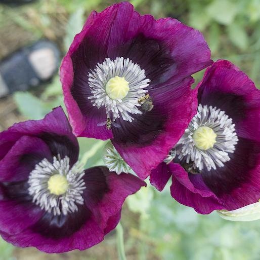 Load image into Gallery viewer, Heirloom Lauren's Grape Poppy Seeds Aka Papaver somniferum, Laurens Poppy, Purple Opium Poppies

