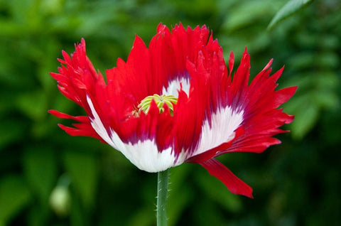 Heirloom Organic Danish Flag Poppy Seeds aka Feathered poppy, Daneborg opium poppy, Fringed Poppie, Breadseed Poppies, additional product view 2