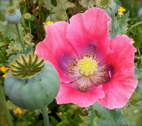 Heirloom Organic Hens and Chicks Poppy Seeds Aka Hen and chick papaver somniferum, Bread seed opium poppies, additional product view 2